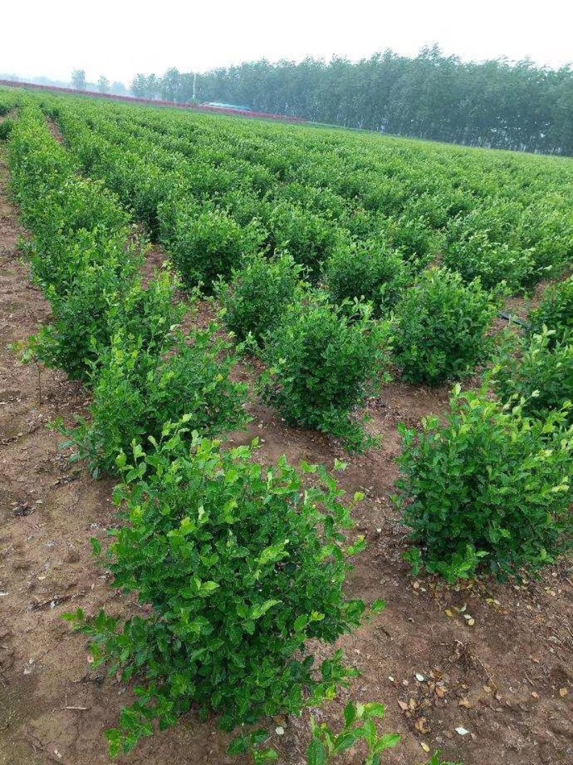 女贞小叶冬青庭院绿绿常绿绿金森连翘冬青树黄杨观叶