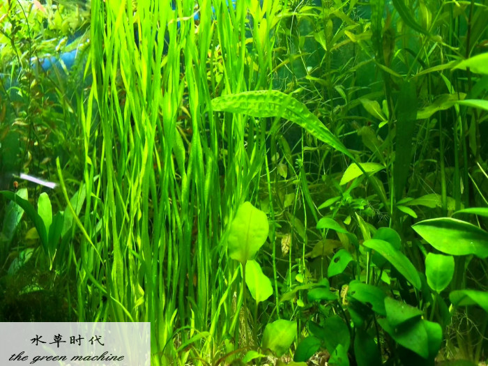 水草时代 水中芭蕾舞者纽兰扭兰水草鱼缸草缸造景净化水质中后景