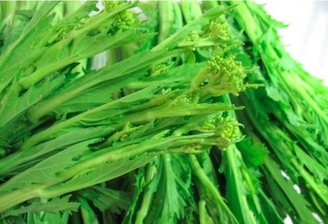 菜苔云南新鲜荠菜农家苦菜青菜菜台酸趴500g其它