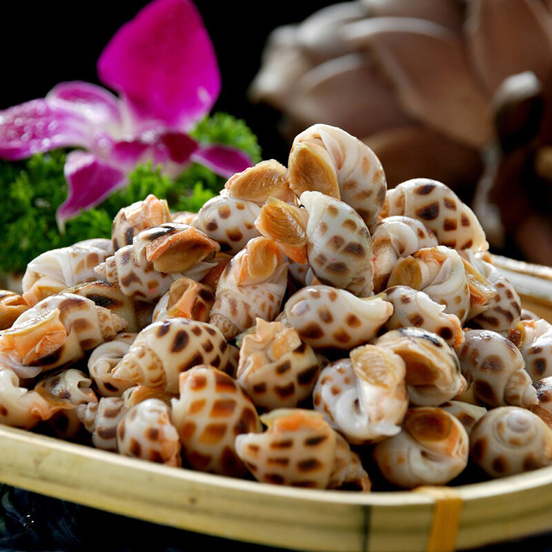 大花3斤贝类海鲜海螺东风猪螺鲜活新鲜活水产贝类制品