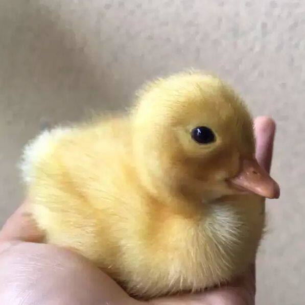 鸭粮饲料网红柯尔callduck专用雏幼小鸭开口口粮全价料