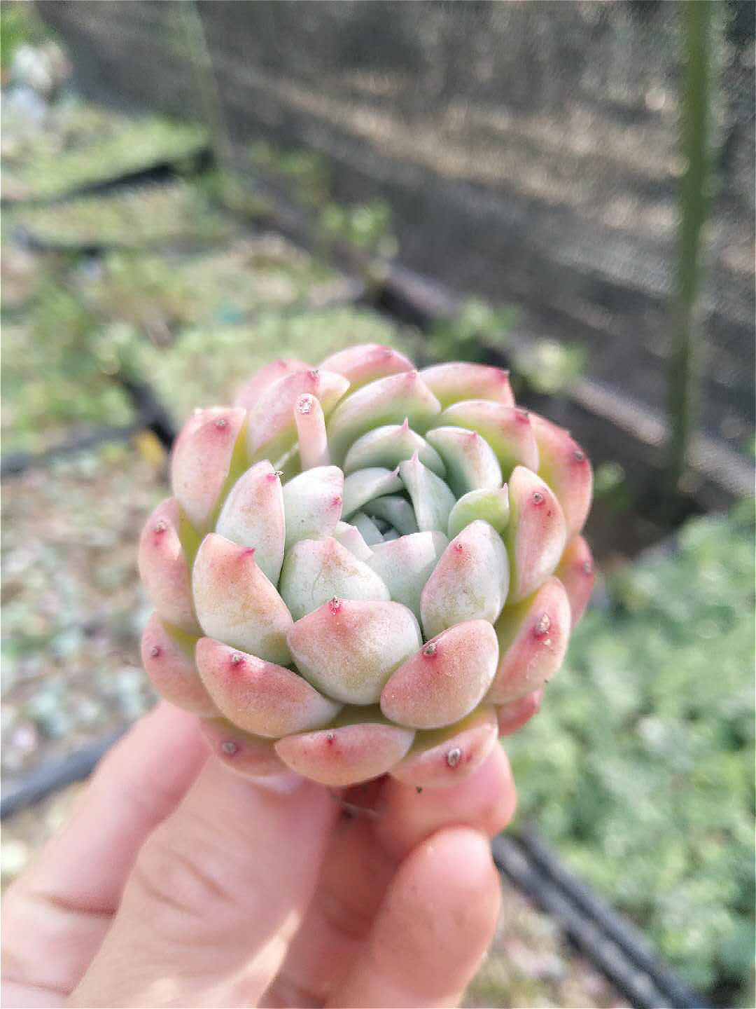 恩宠格瑞瑞斯多肉植物叶子叶片叶插韩国新品货肉多肉植物