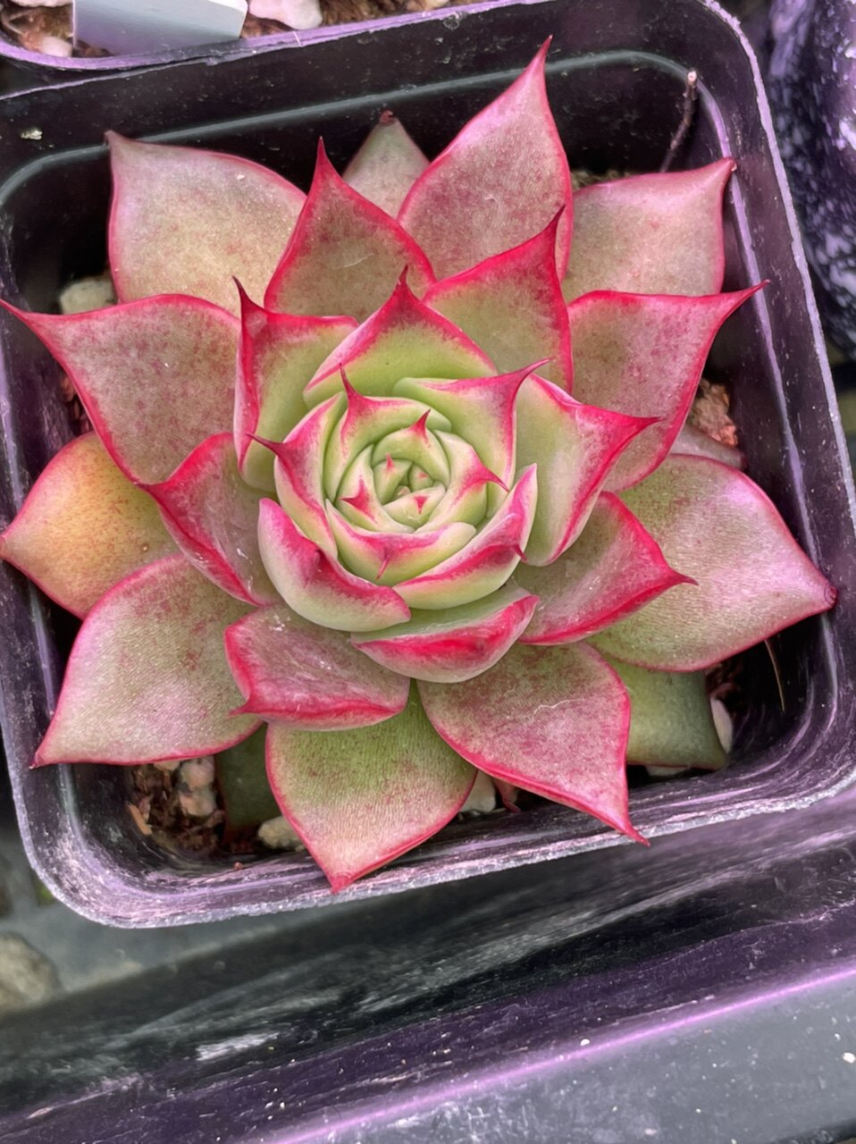 红玫瑰新品边线肉红杂交冬云多肉子叶叶子叶叶片多肉植物