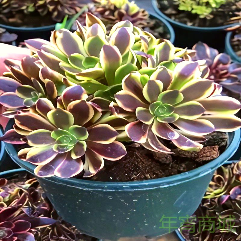 高端法师锦欧佳丽欧佳佳利多肉植物稀有有趣味多肉植物