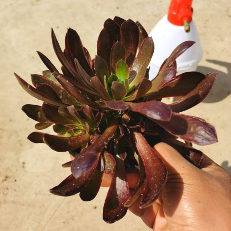 多肉女王花卉桌面室内花缀手捧多头娜迦植物多肉植物
