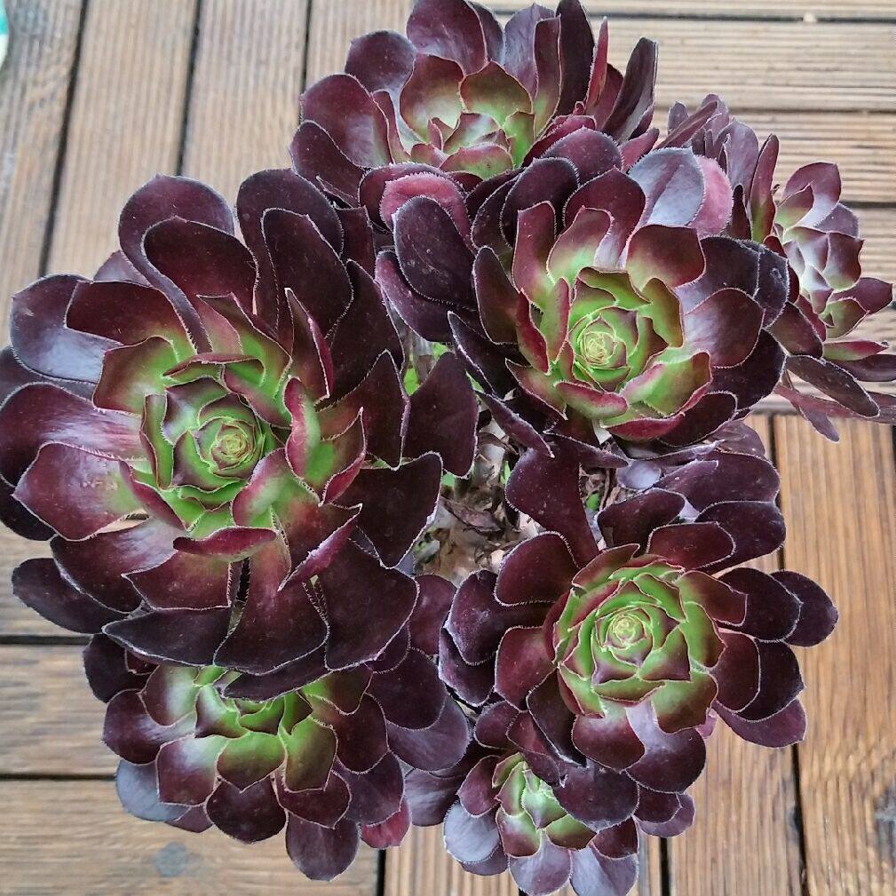 独眼法师老桩多头多肉植物办公室阳台四季盆栽多肉植物