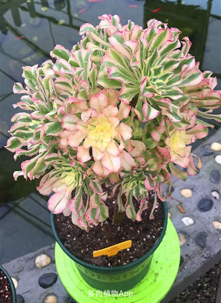 法师艳日伞老桩多肉植物阳台办公办公室室内桌面多肉植物