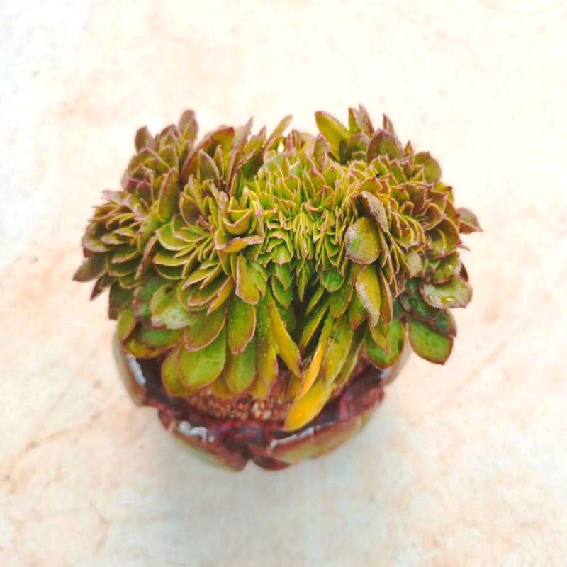 法师多肉万圣节沙拉碗缀朵朵状态老桩多头缀化多肉植物