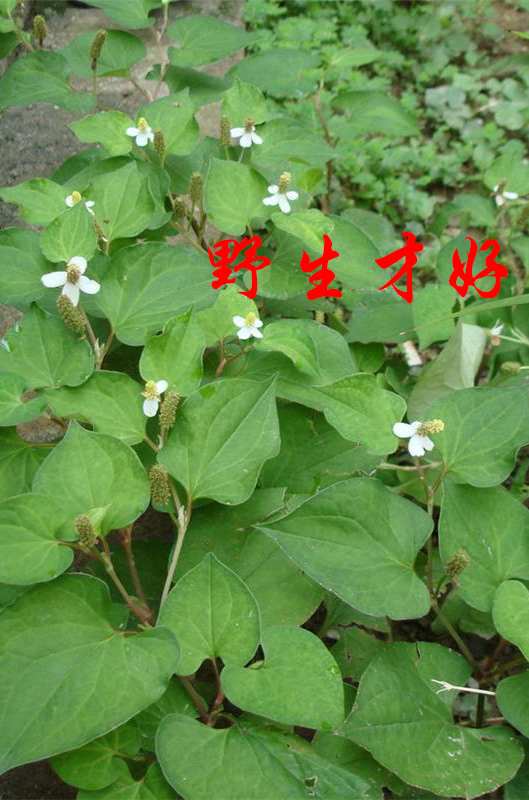 野生鱼腥草干货500g包邮中草药凉茶 鱼星草 折耳根全草新鲜鱼腥草