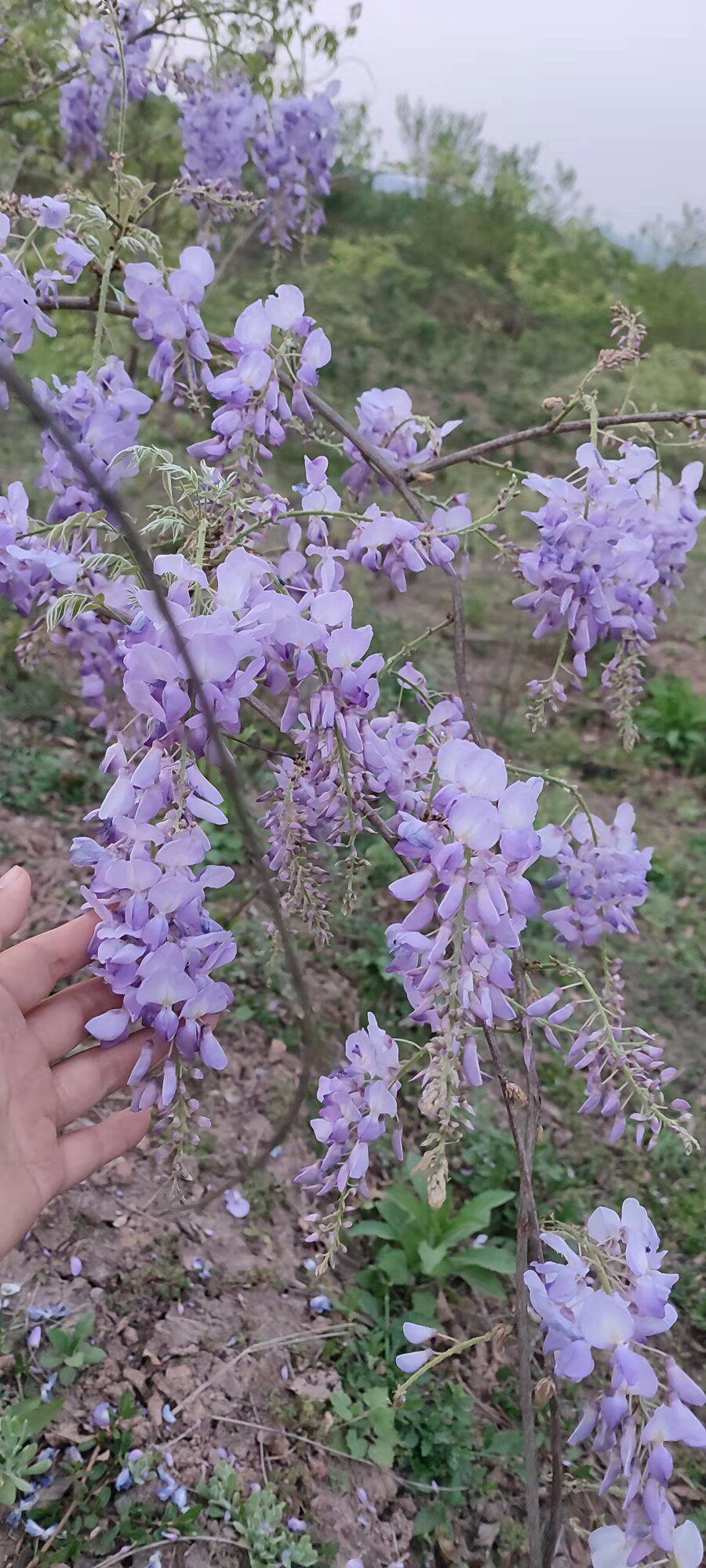 普罗旺斯紫藤日本丰花紫藤萝树苗隧道爬藤庭院时令草本花卉