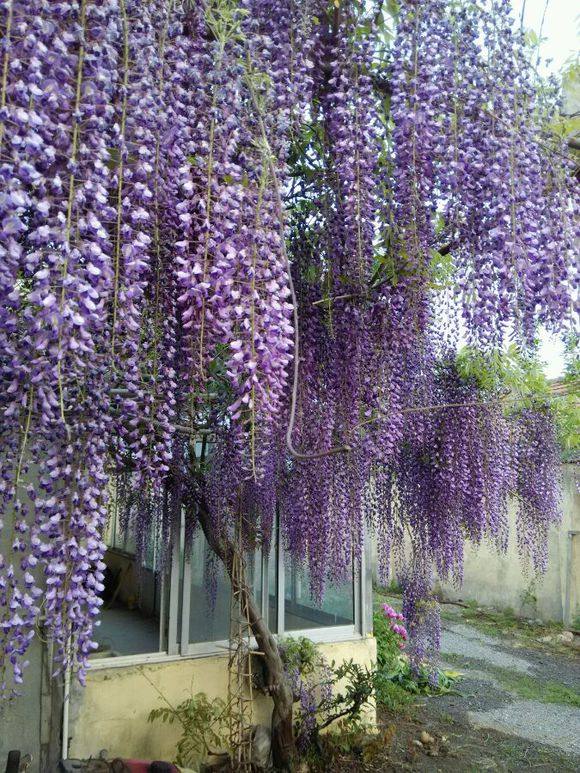 长穗紫罗兰紫藤萝树苗正宗日本丰花多花花喜紫藤花卉