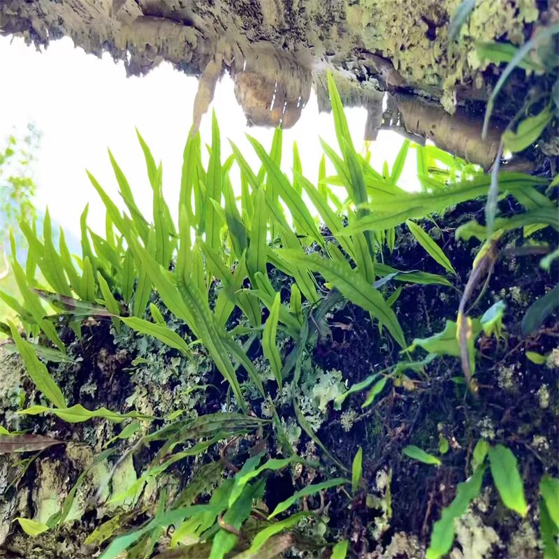 肾精东北长白山野生化石草石苇茶男性养生调理养生茶