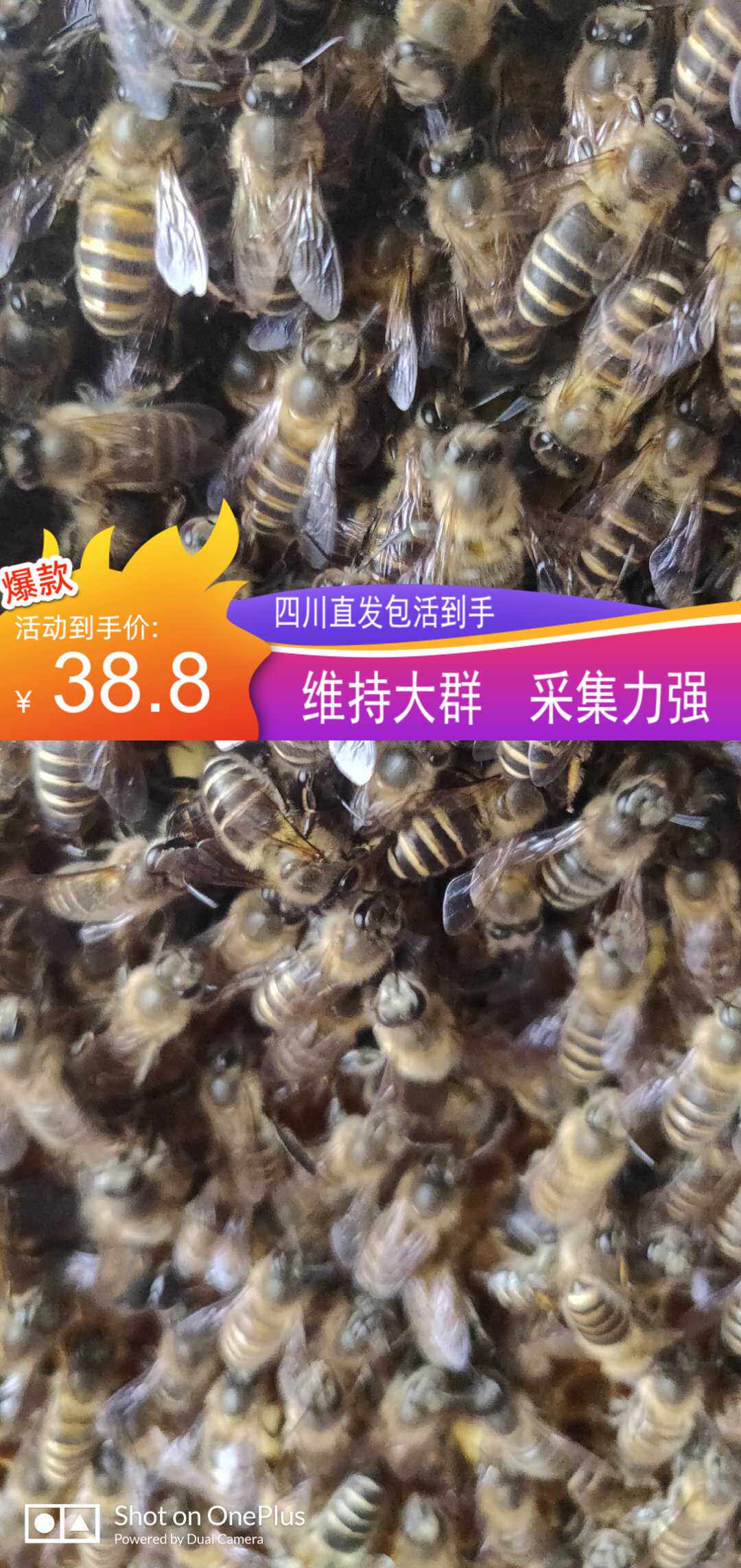 中华蜜蜂王四川阿坝原种蜂王川东蜂天柱蜂大力王原种王处女王1送1