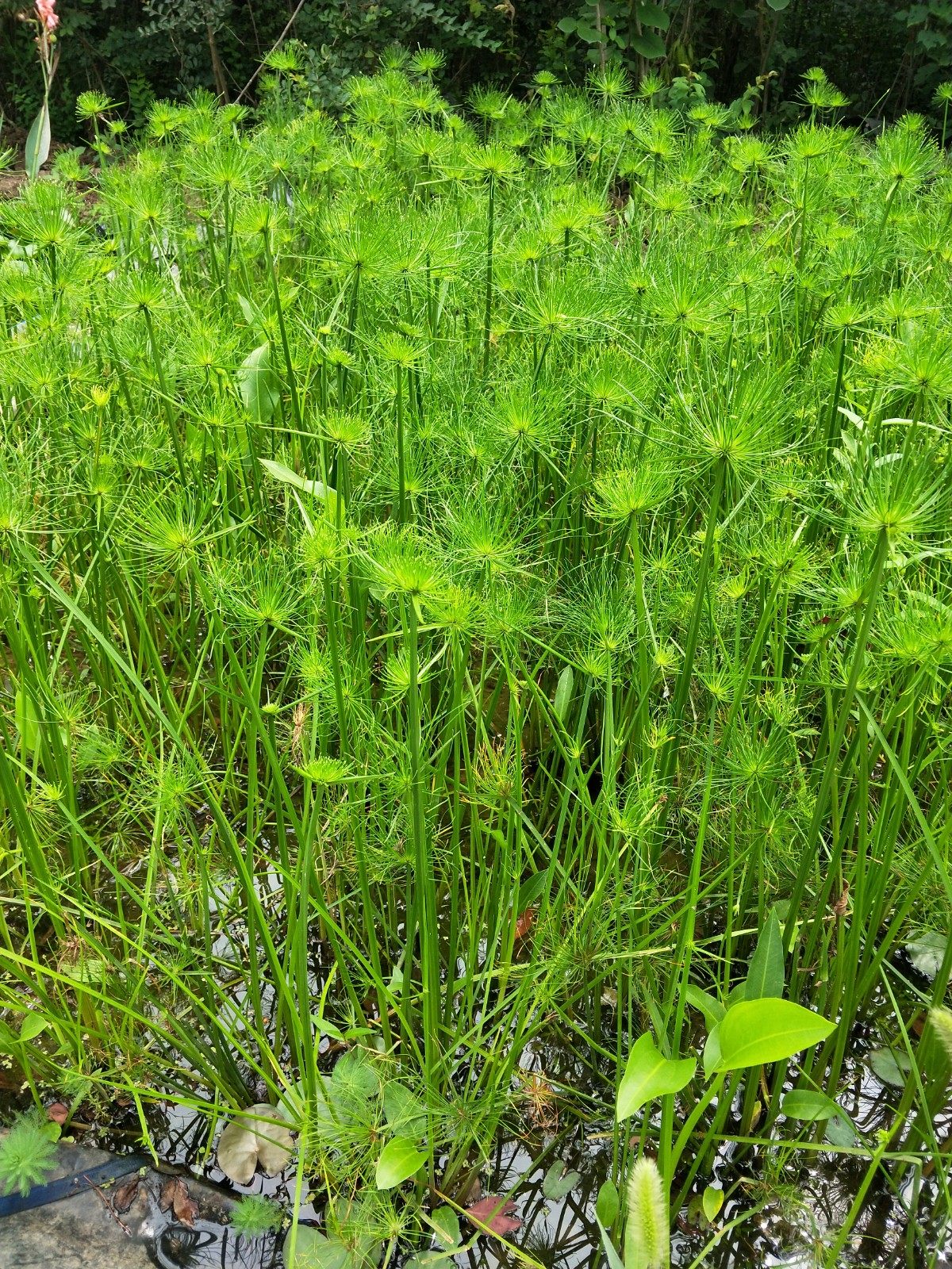 莎草水生绿化造景净化水质挺水植物湿地景观花卉