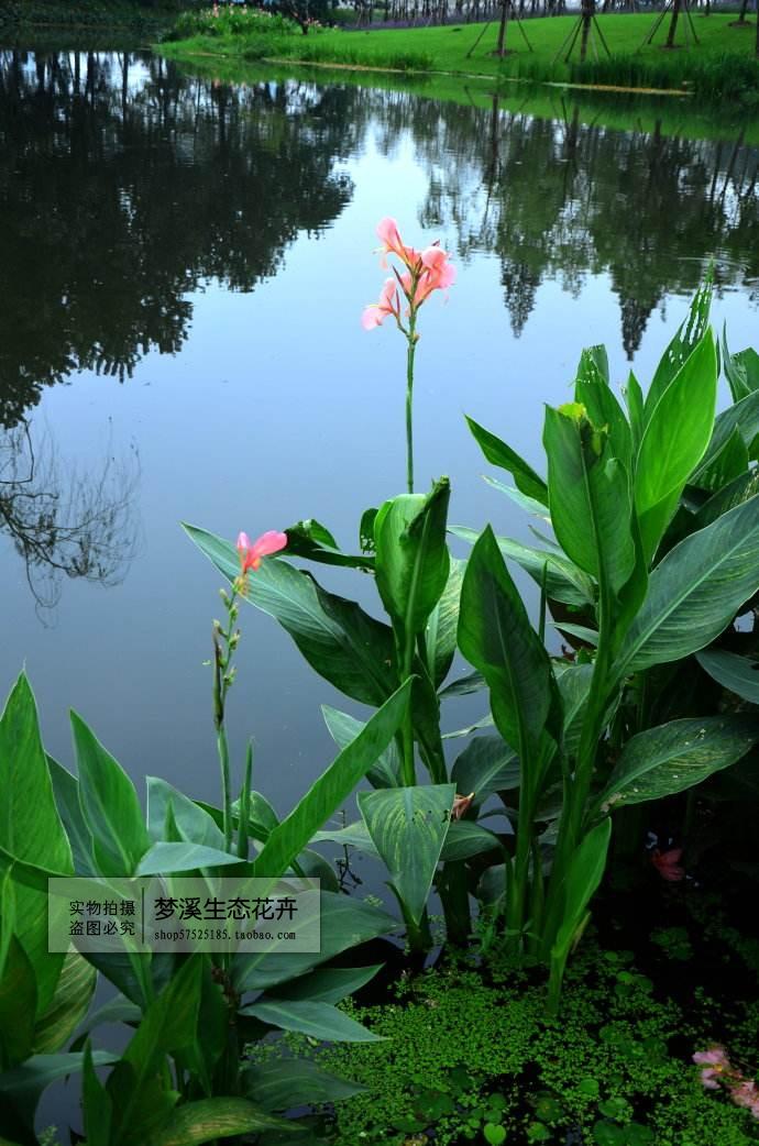 水生植物水净化水质花卉庭院别墅池塘景观美化时令草本花卉