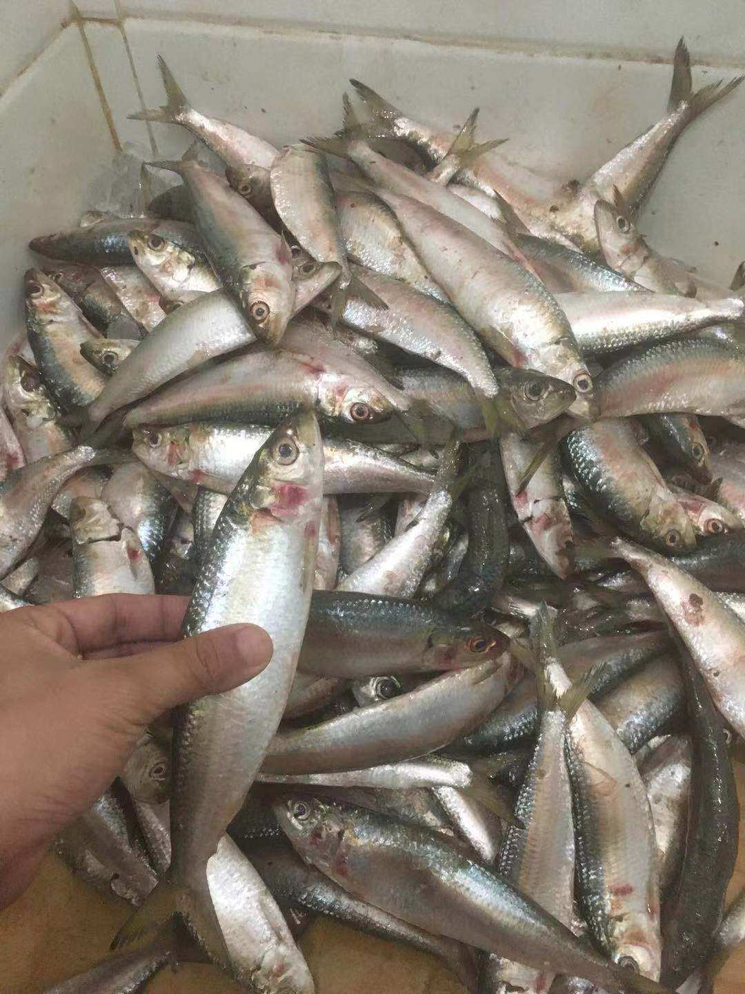 鱼饵5盒包邮秘制温海钓矶钓钓鱼沙丁鱼万能石斑鱼鱼饵