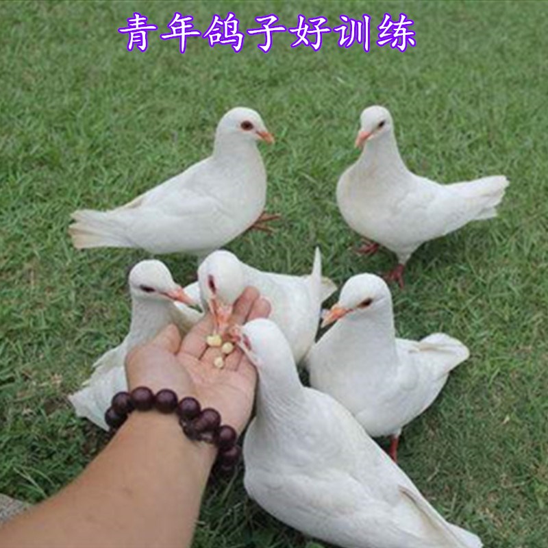 信鸽子活体一对鸽子广场白羽王肉鸽活青年幼鸽子元宝观赏鸽子一对