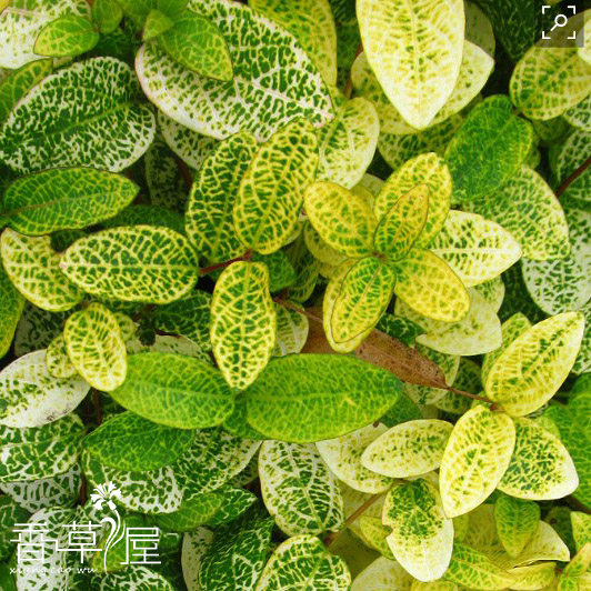 金银花金脉忍金脉忍冬爬藤植物aureoreticulata秋冬落叶花卉