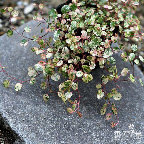 花叶霓虹千叶兰多年生室内垂吊绿植室外庭院地被时令草本花卉