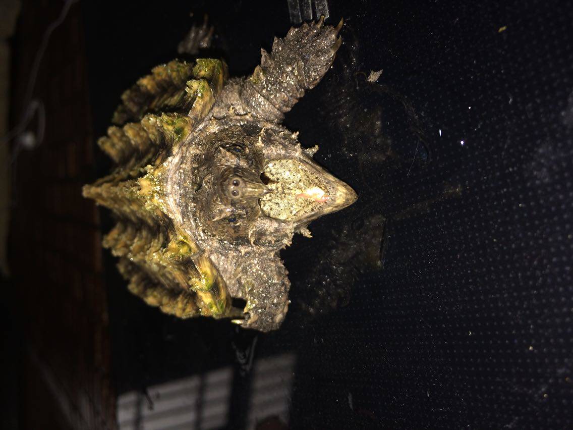 出售一只黄金大鳄 dold 变异