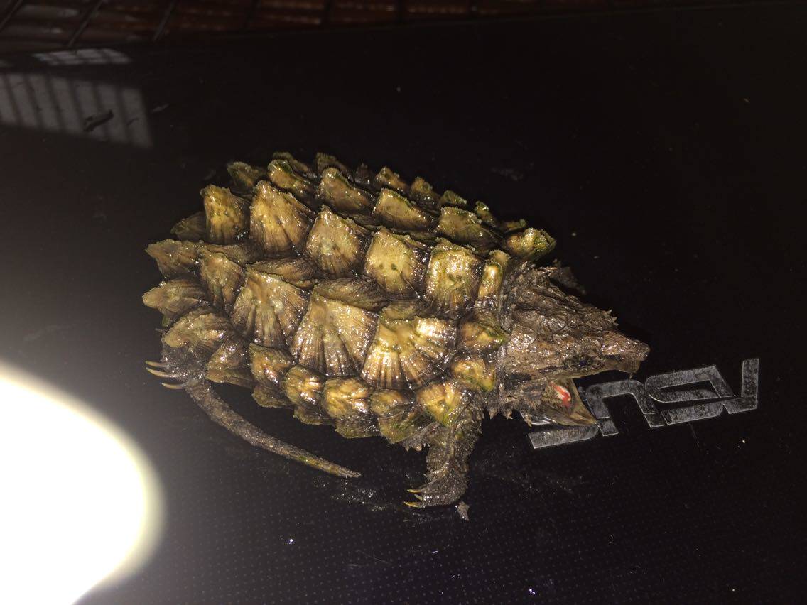 出售一只黄金大鳄 dold 变异