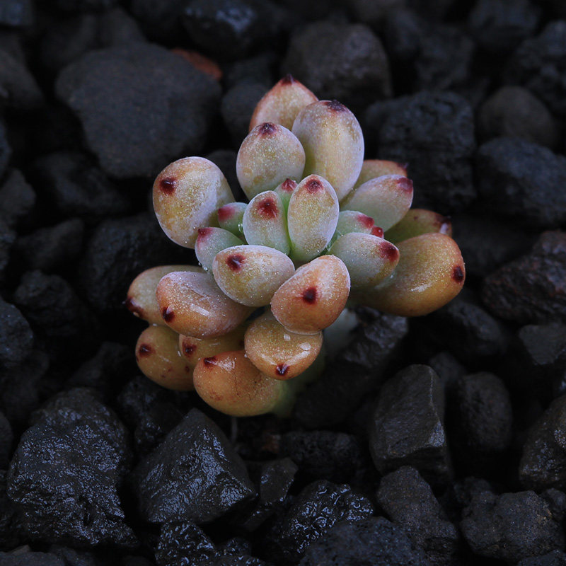 多肉植物黑莓又名黑豆盆栽绿植花卉盆花组合多肉植物