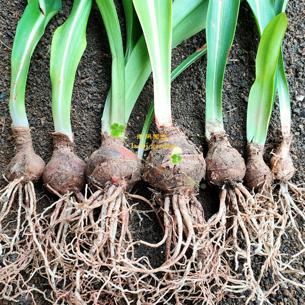 朱顶红白肋种土白朱石蒜科耐耐热球根花卉阳台时令草本花卉