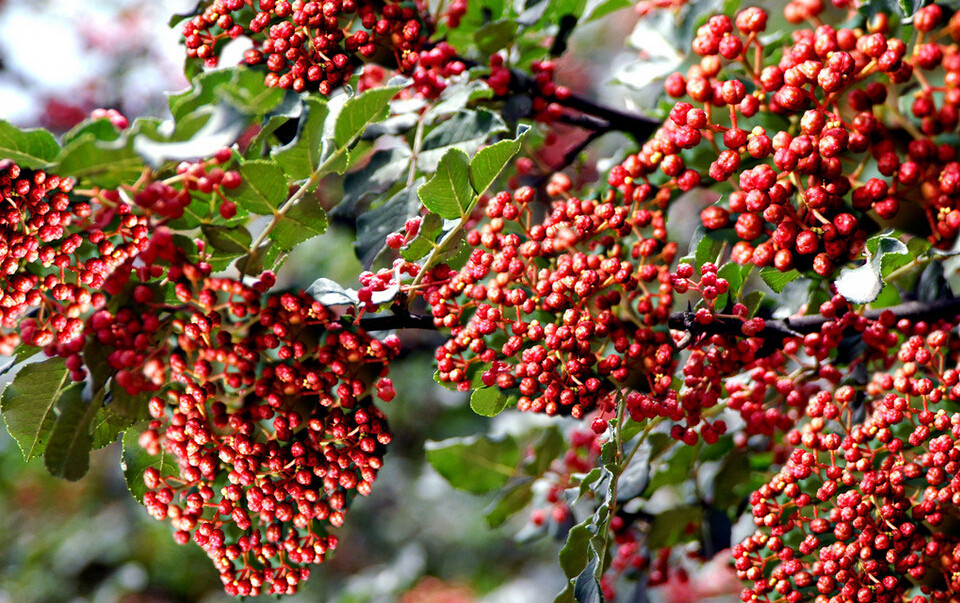 精选四川川大红袍汉源干红花椒麻椒火锅调料花椒