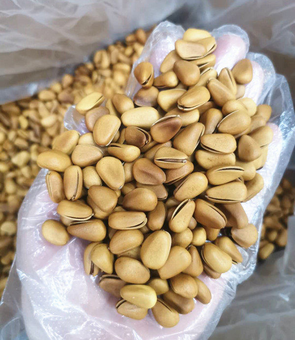 松子落水散装松哥红松沉水净重500克大松水松松子