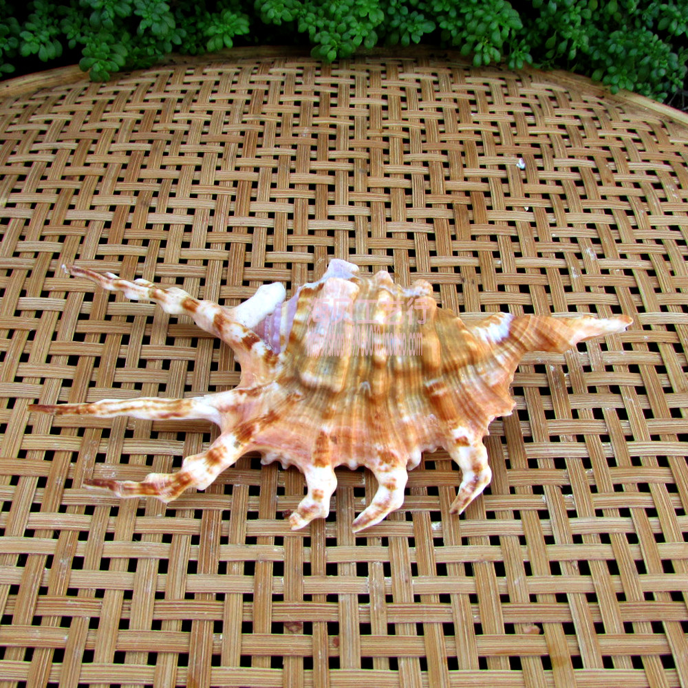 蜘蛛斗螺七星七脚海贝贝天然海螺海星贝壳珊瑚海螺