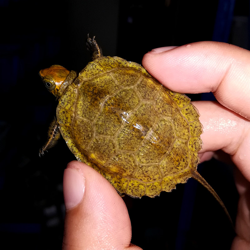 纯种发色日本石龟苗龟苗半水杂食小乌龟活体宠物龟