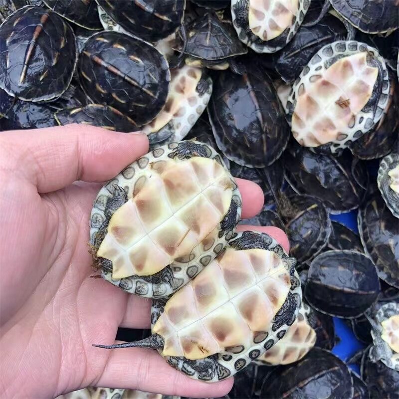 中华花龟珍珠招财金钱龟小乌龟苗活物宠物杂草龟