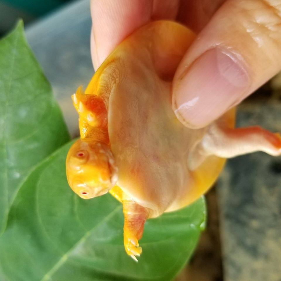 变异甲鱼黄金红眼白化鳖水王八鱼苗黄金甲山瑞龟