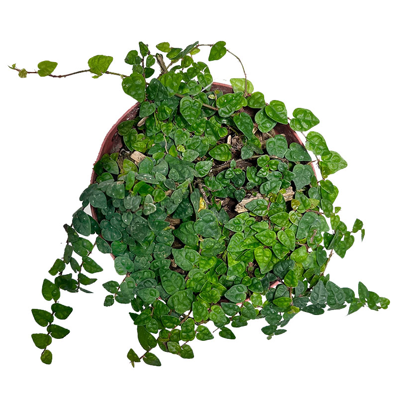 小叶攀爬霹雳花叶植物背景爬藤藤蔓薜荔阴易绿植