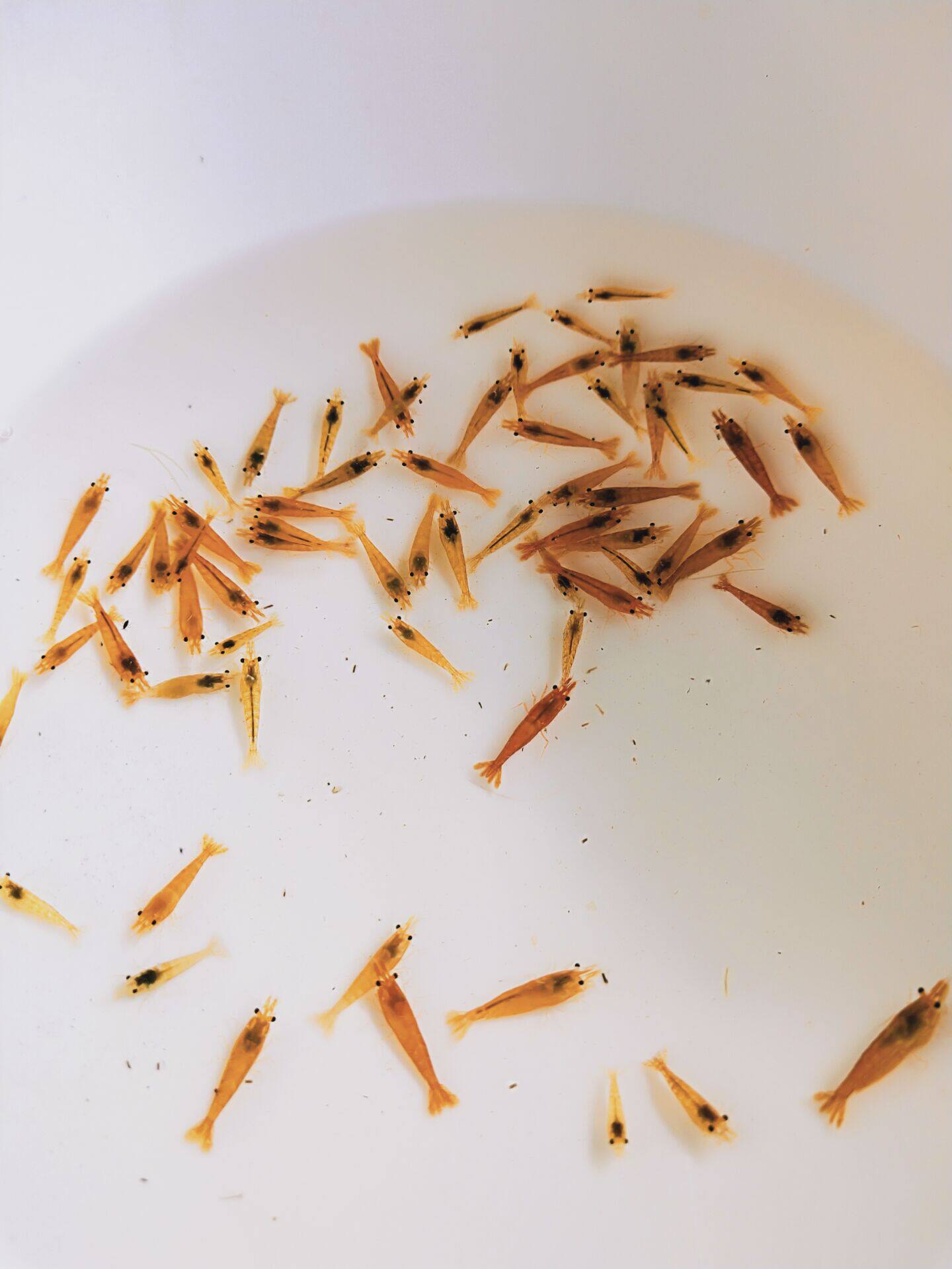 香吉士虾橘米橙工具观赏虾米清洁宠物藻虾草缸虾