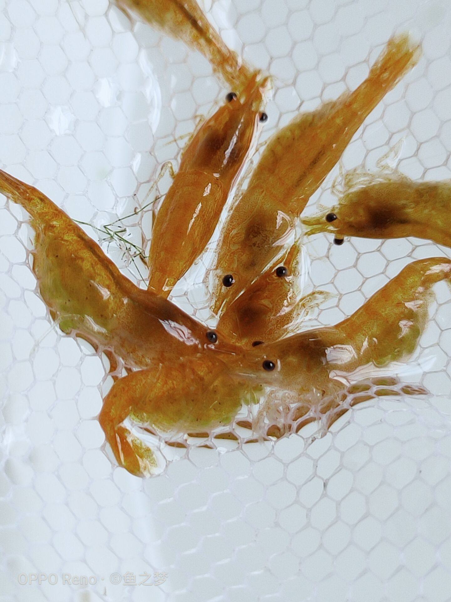 新款琉璃带卵樱花香吉士观赏巧克力虾极繁殖虾虾虾