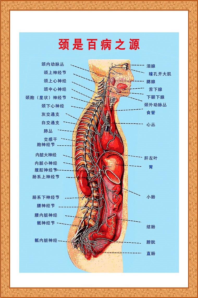 颈是百病之源海报 医院人体经络穴位挂图人体医学骨骼