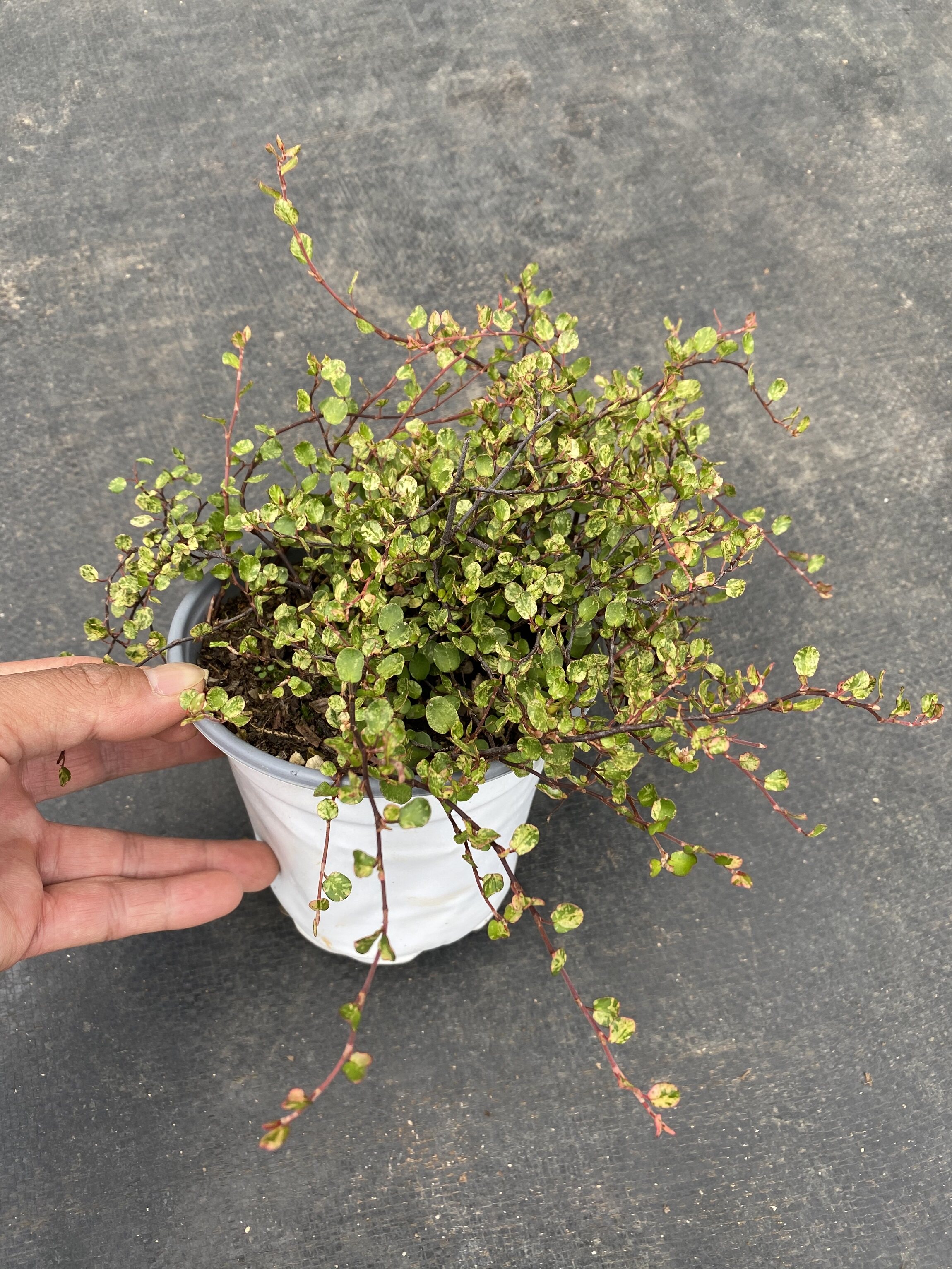 日本千叶兰霓虹多年生吊兰耐寒耐阴耐热常绿藤蔓观叶垂吊植物