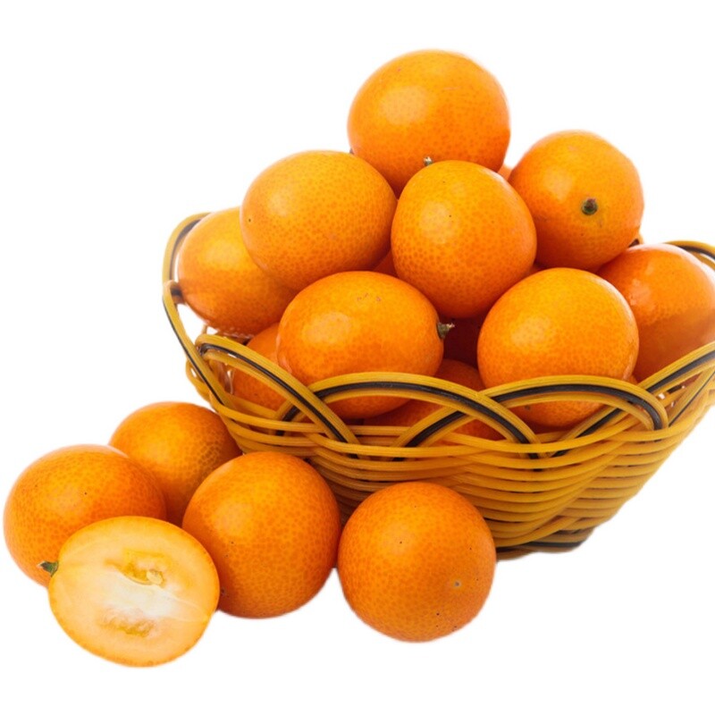 新鲜大果桔子金桔子酸甜桂林广西小果小金金橘桔子