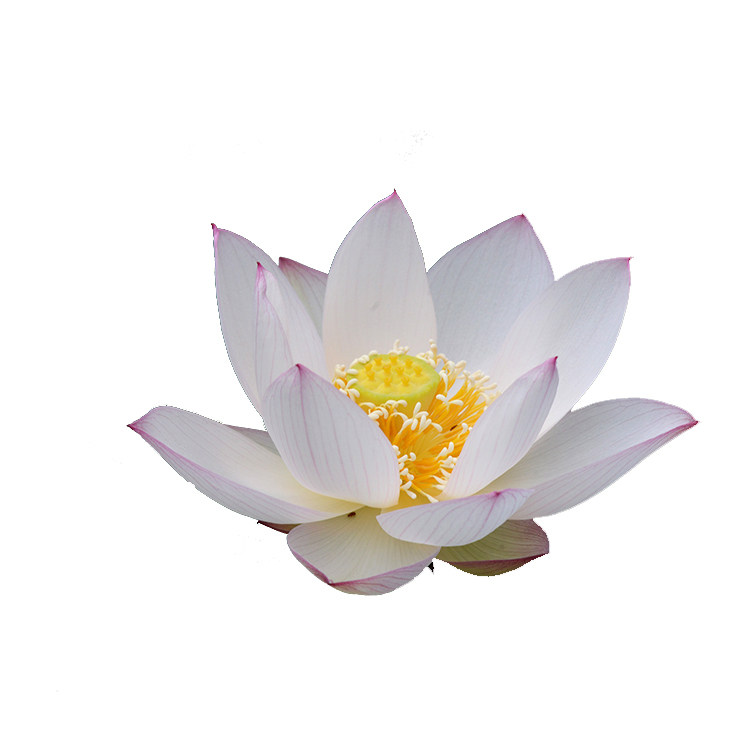 碗莲乌托邦-洛神女 中小型可微型盆栽水生观赏荷花种藕cqu10211  价格