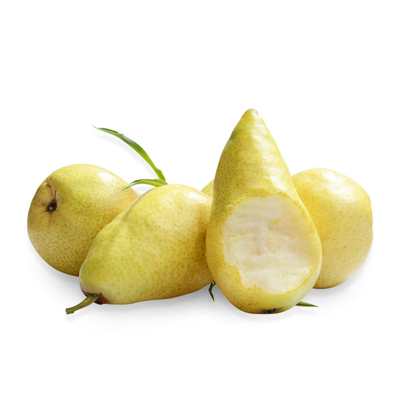 烟台太婆梨软梨香蕉梨软的新鲜水果梨子葫芦梨包邮当季大头梨茄梨