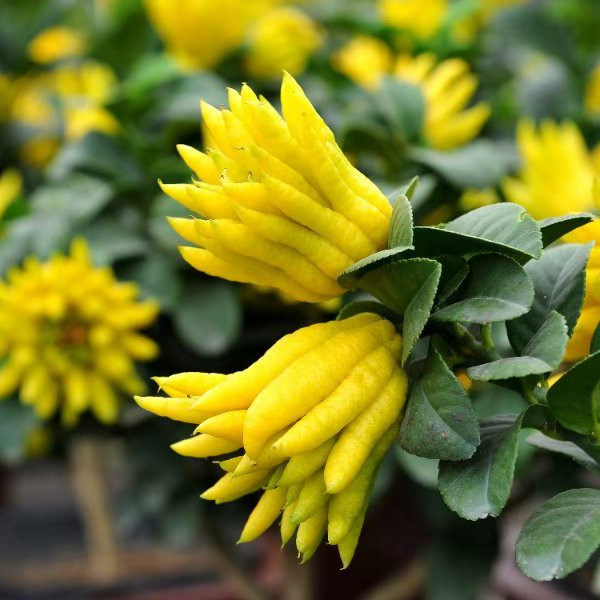 佛手盆栽金华室内带果招财四季开花浓香植物绿植