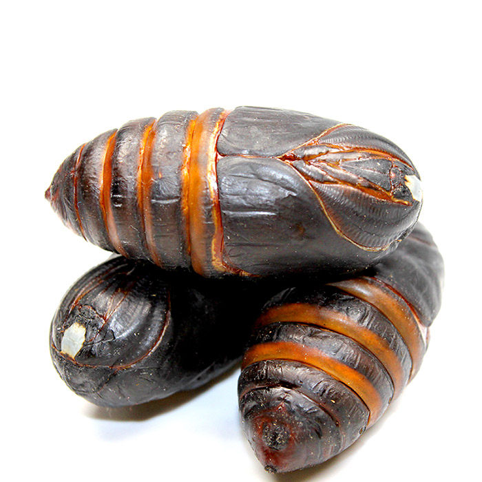 东北特产2018野生柞蚕蛹 黑蚕蛹新鲜活蚕蛹a级大茧蛹500g二斤包邮