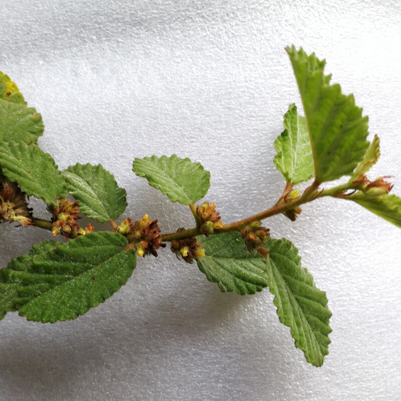 蛇婆子野生纯根鲜品500g中草药和他草满地毯仙人撤网草梧桐太古粥