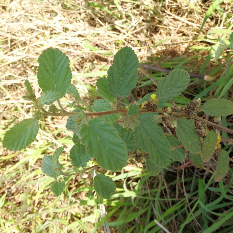 蛇婆子野生纯根鲜品500g中草药和他草满地毯仙人撤网草梧桐太古粥