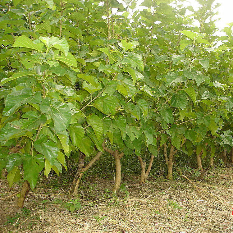 老桑树根野生新鲜现挖500g桑树根 桑白皮 桑根皮 老桑树根皮 顺丰