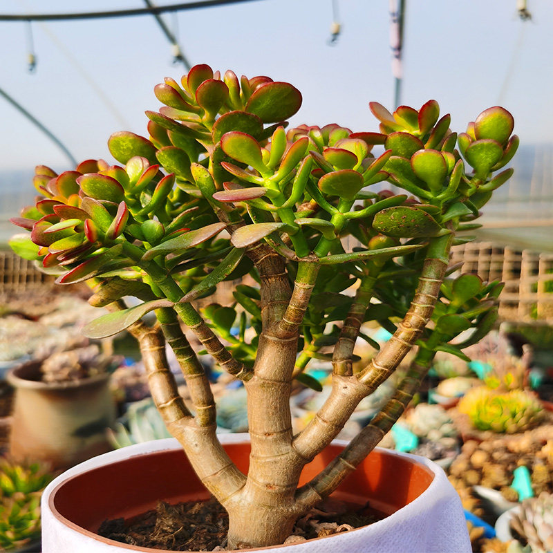 姬红花月多肉植物实物实拍大小老桩室内盆栽多肉植物