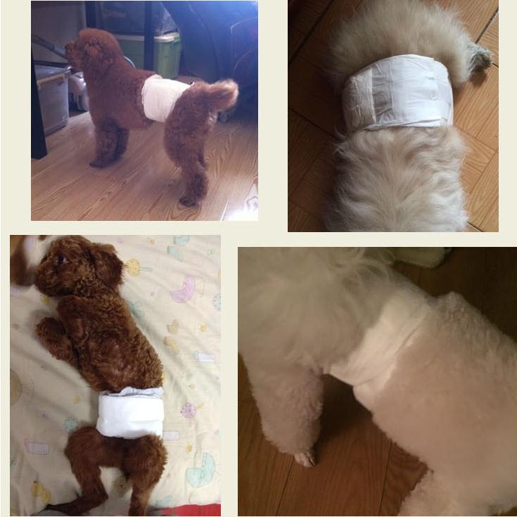 dono公狗尿不湿宠物纸尿裤泰迪金毛男生专用尿片垫一次性礼貌带