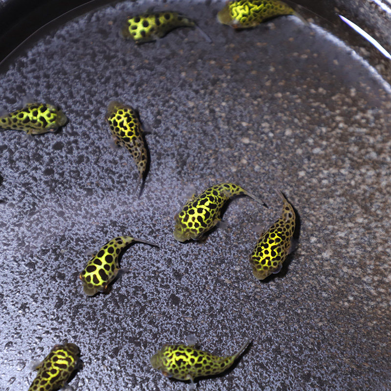 河豚活体宠物气泡毛毛字红木瓜斑马狗头潜水艇鱼