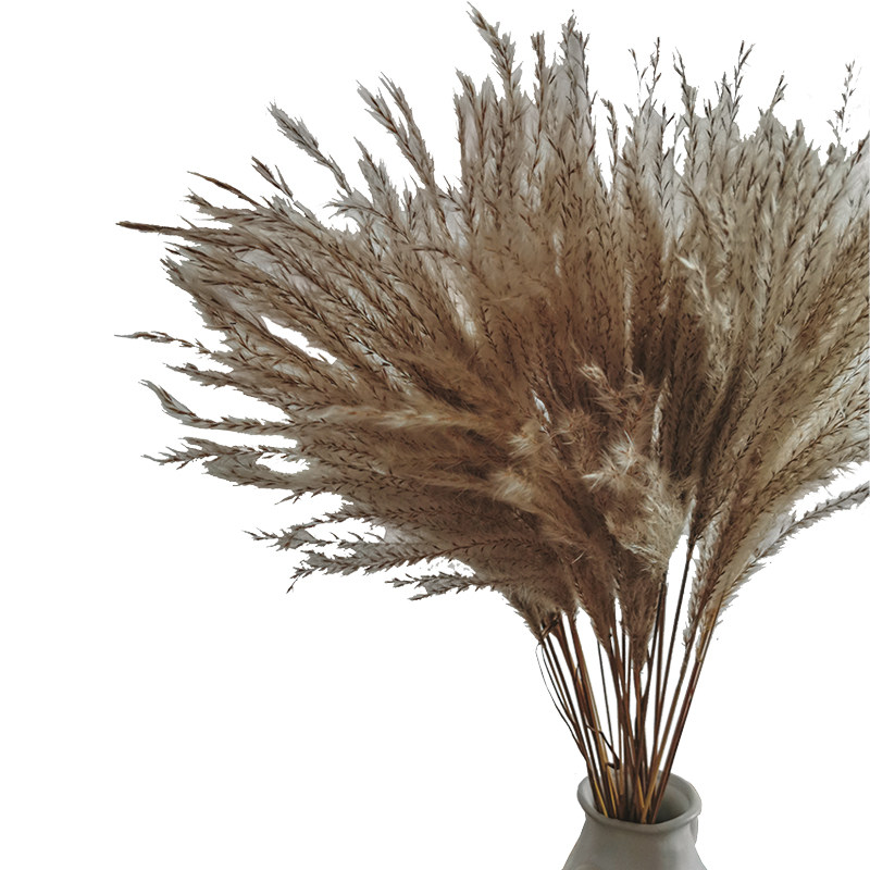 野生芦苇干花家居民装饰摆设橱窗婚庆舞台场景干花